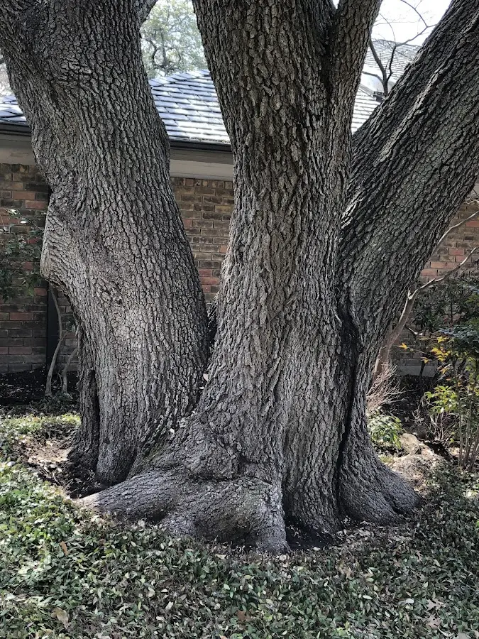 Mature heritage tree close to a Brooklyn property cared for by certified arborists